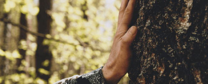 A close-up of a hand resting against the trunk of a tree in a sunlit forest.